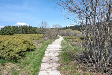 Fototapeta premium Spring view of Konyarnika area at Vitosha Mountain, Bulgaria