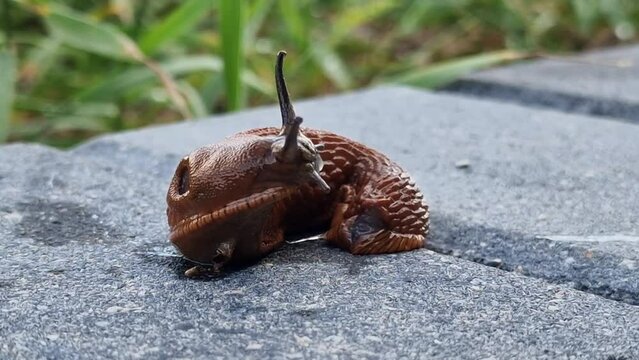 Close up of the red slug moving and investigating environment. Slug Arion rufus, also known as large red slug, chocolate arion and European red slug