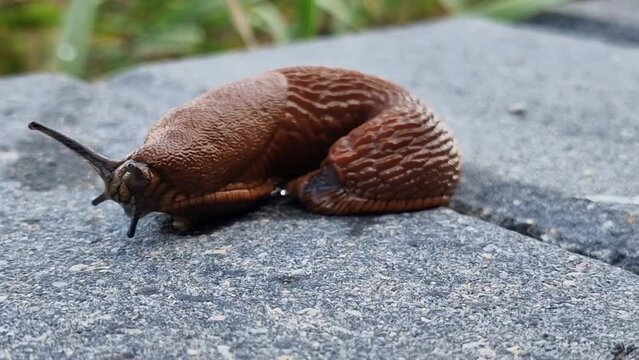 Close up of the red slug moving and investigating environment. Slug Arion rufus, also known as large red slug, chocolate arion and European red slug