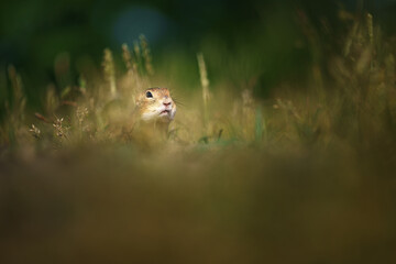 The European ground squirrel - Spermophilus citellus - also known as the European souslik