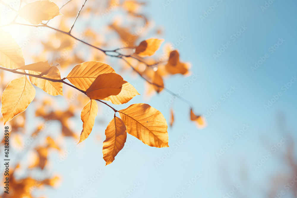 Wall mural beautiful natural autumn background - sunlight shining through orange, golden yellow tree foliage. f