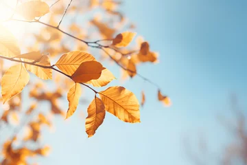 Foto op Aluminium Beautiful natural autumn background - sunlight shining through orange, golden yellow tree foliage. Fall in a park, bright sun beams © Aleksandra Konoplya