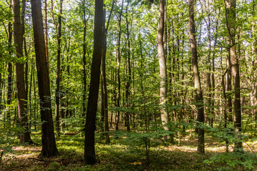 Forest near Kostelec nad Cernymi lesy town, Czech Republic