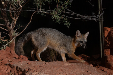 A Grey fox pauses mid step as it's captured by a camera trap crossing a fence line on it's nightly...