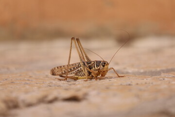 A large grasshopper sits on the street in Zadar in Croatia