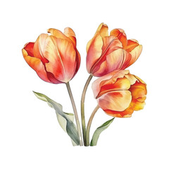  Tulip flowers watercolor paint 
