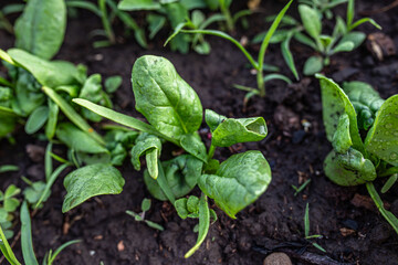 damaged spinach leaves in an organic garden bed. The infestation by pests results in leaf...