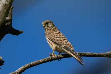 Falco tinnunculus (Common Kestrel) 