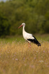 white stork in the grass, Poland