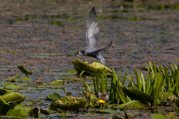 black tern bird in flight