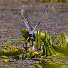 The bird in flight feeds the chicks. Black tern, Chlidonias niger