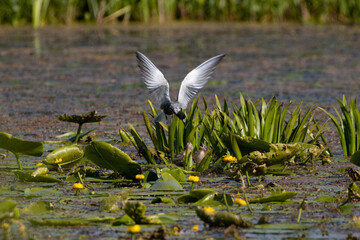 The bird in flight feeds the chicks. Black tern, Chlidonias niger