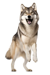 wolf looking happy excited on isolated background