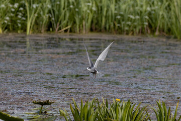 Black tern, Chlidonias niger