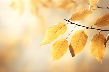 Branch of bright autumn beech tree with yellow foliage in sunlight with soft blurred bokeh background. Beautiful retro, vintage fall backdrop, copy space