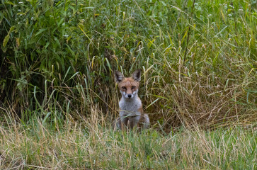 fox in the grass