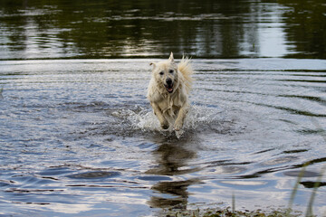 golden retriever running in the water