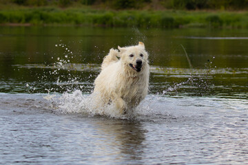 white dog playing in water