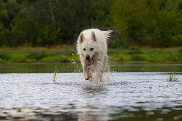 dog running in the water