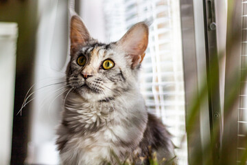 View of young Maine Coon cat