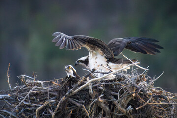 Nesting Osprey in the Canadian Rockies