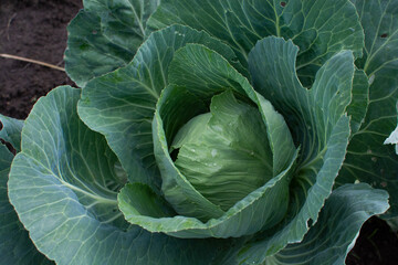 head of cabbage