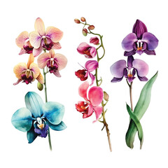 Fototapeta na wymiar Orchid flower watercolor paint collection