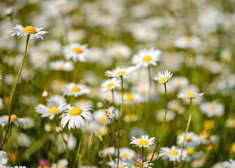 Margeriten in einer Wiese