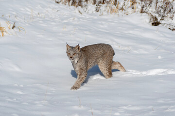 lynx in snow © Brenda