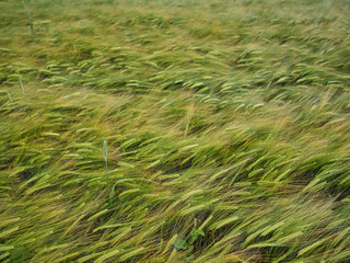 Geteidefeld im Sommer