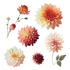 Set of Dahlia flowers watercolor paint collection