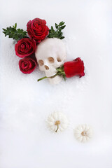 Still life with a human skull and a red rose. Realistic human skull with red and pink roses.The concept of love or Halloween.