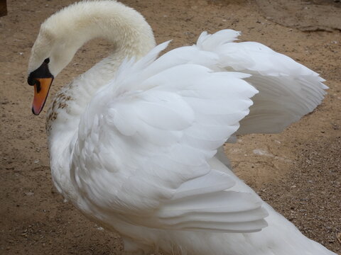 cisne