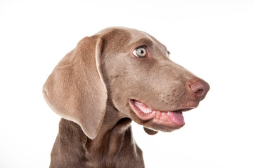 Beautiful green eyed Weimaraner puppy isolated on white background.