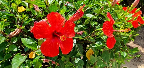 Blooming hibiscus in Spain. Red hibiscus. Blooming hibiscus bush. A beautiful red flower. © Nataly G