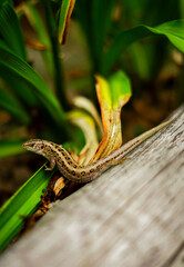 green lizard on a tree