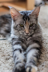 View of young Maine Coon cat