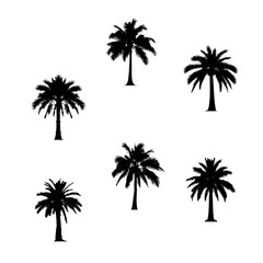 Vector set of palm tree illustrations. Graphic elements for tropical beach design. black icon of coconut trees isolated on white background.