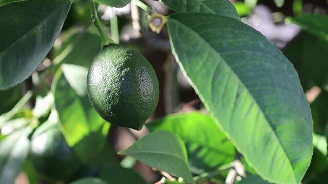 One green lemon grows in the garden near the house in Zadar in Croatia