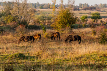 European wild horses (Equus ferus ferus) in Milovice Nature Reserve, Czech Republic