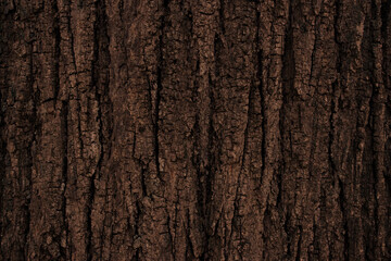 Brown tree bark texture and background, nature concept