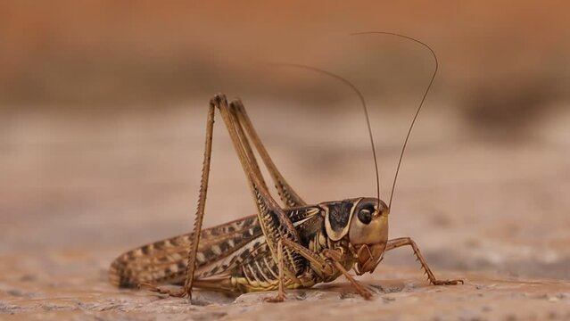 A grasshopper sits on a brown tile in the old town in Zadar in Croatia