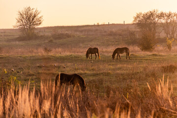 Wild horses (Equus ferus) in a reserve near Milovice, Czechia