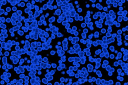 Feve Shape Scarlet Fever Bacteria Shape