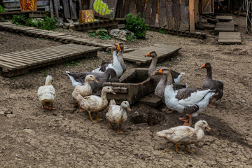 Ducks in Vlkolinec village in Nizke Tatry mountains, Slovakia