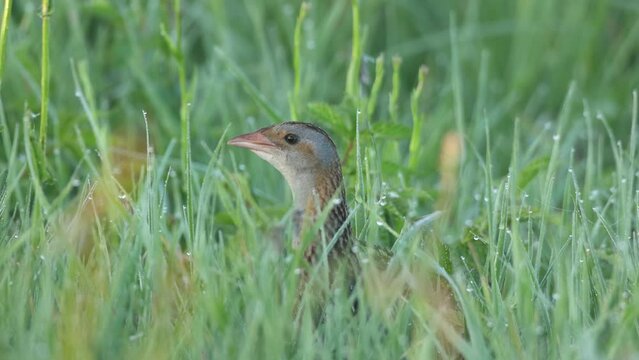 Closeup of Corn crake singing in the middle of tall grass and leaving on a springtime meadow in rural Estonia, Northern Europe