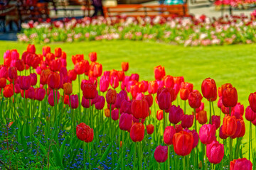 Obraz premium Red Tulips in Butchart Gardens