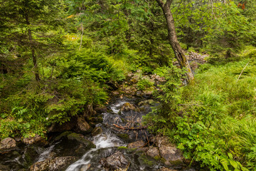 Fototapeta na wymiar Stream in Nizke Tatry mountains, Slovakia