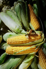 Corn Cob sold at green market