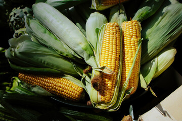Golden Corn Cob sold at the market, horizontal
